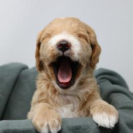 Goldendoodle Puppies from The Doodle Project