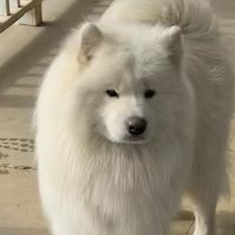 Max - Samoyed