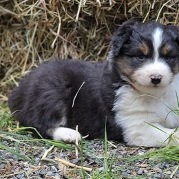 Australian Shepherds from Raven Ridge Aussie