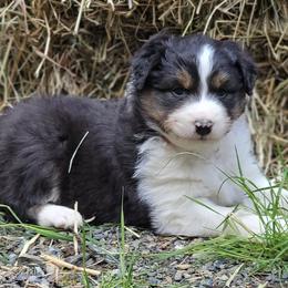 Australian Shepherds from Raven Ridge Aussie