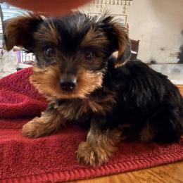 Yorkshire Terrier Puppies from Kim’s Rocket Yorkies