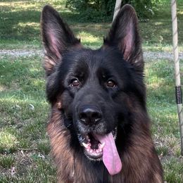 Boggio - German Shepherd