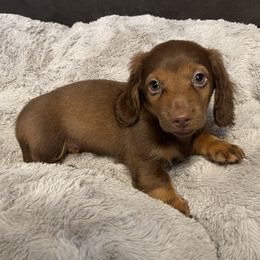 Enzo - Chocolate and tan male Dachshund puppy in Summerville, South Carolina from Palmetto Puppies