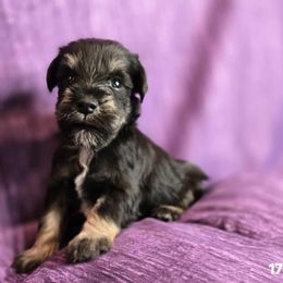 Emerson - Black and silver male Miniature Schnauzer puppy in Lebanon, Missouri from Sassy's Classy Canines