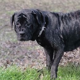Cane Corso from J bar C Kennels