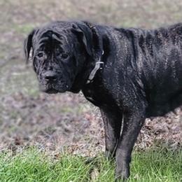 Cane Corso from J bar C Kennels