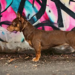 Plug - Teddy Roosevelt Terrier