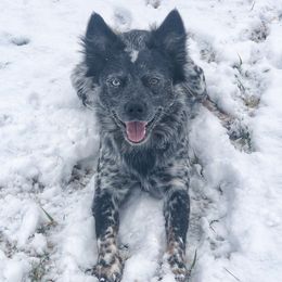 Cane - Australian Cattle Dog