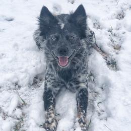 Cane - Australian Cattle Dog