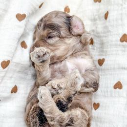 Female 1 - Merle female Cockapoo puppy in Otisville, Michigan from Danie’s Darling Doodles LLC