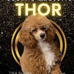 Thor  - Poodle
