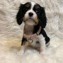 Cavalier King Charles Spaniel Puppies from Heaven Sent Cavaliers