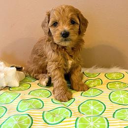 Aussiedoodle, Bernedoodle, and Poodle Puppies from Sis' Doodles & Poodles