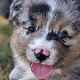 Boy 1 - Blue merle Australian Shepherd puppy in Touchet, Washington from Frog Hollow Aussies