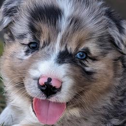 Boy 1 - Blue merle Australian Shepherd puppy in Touchet, Washington from Frog Hollow Aussies