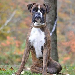 Phoenix - Boxer