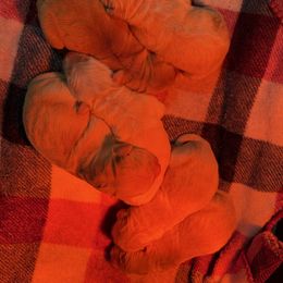 Girl 1 - Golden female Golden Retriever puppy in Amherst, Virginia from Knight's Golden Acres