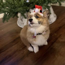 Pembroke Welsh Corgi Puppies from LTT Corgis