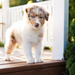 Australian Shepherd Puppies from Silverchip Aussies