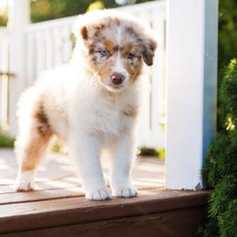 Australian Shepherd Puppies from Silverchip Aussies