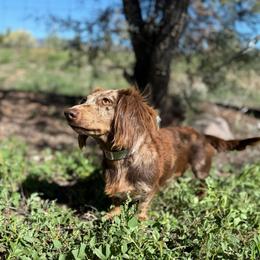 Lovey - Dapple female Dachshund puppy in New Mexico from Zia Trail Doxies