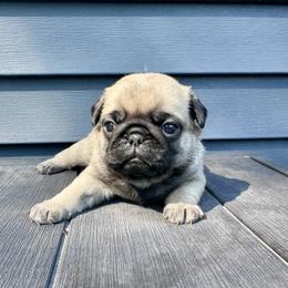 Pug Puppies from Greener Hills Pugs