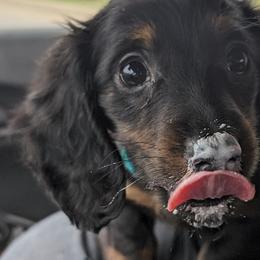 Dachshunds from Grove Grown Dachshunds