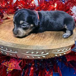 MWF4 - Black and tan female Dachshund puppy in Carthage, Texas from Rafter C Ranch Doxies