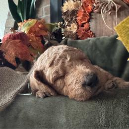 Onyx - Black collar - Red  male Goldendoodle puppy in Puyallup, Washington from Dawnie’s Doodles