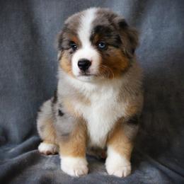 Ford - Blue merle male Miniature Australian Shepherd puppy in Menomonee Falls, Wisconsin from Hunt N Oaks