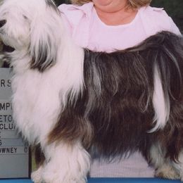 Tibetan Terrier All Grown Up from Welcome to Legacy Tibetan Terriers