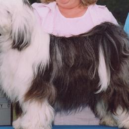 Tibetan Terrier All Grown Up from Welcome to Legacy Tibetan Terriers