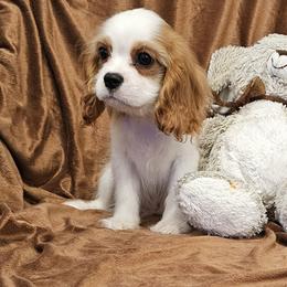 Winston - Blenheim male Cavalier King Charles Spaniel puppy in Draper, Utah from Peaks Pups — Exceptional by Nature. Raised with Purpose.