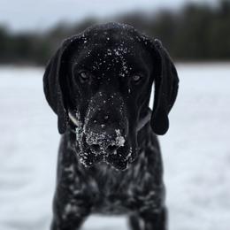 German Shorthaired Pointer puppies from Country-Side Breeders
