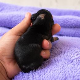 Vega - Dapple male Dachshund puppy in Venice, Florida from Crowline Kennels