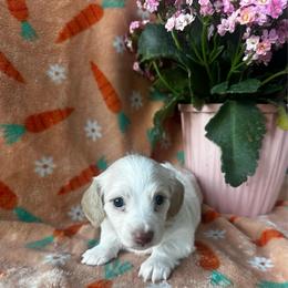 Noodle - Cream female Dachshund puppy in Brandon, Florida from Knights Dachshunds