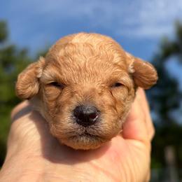 Laramie - Apricot female Poodle puppy in Birmingham, Alabama from Stormborn