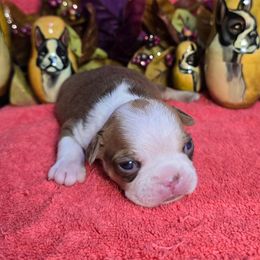 Light Red Dot Boy - Red male Boston Terrier puppy in Corsicana, Texas from JT Bostons