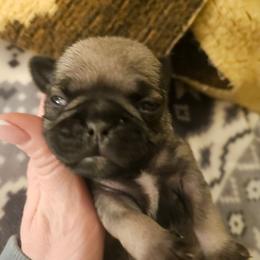 Girl 2 - Fawn female Pug puppy in Canterbury, Connecticut from Pug Palace Kennel