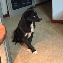 Curry - Black & white male Miniature Australian Shepherd puppy in Smithville, Arkansas from Cooper Creek Aussies