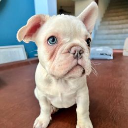 Lucy - White female French Bulldog puppy in Clayton, California from Frenchie Luvbugs