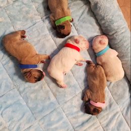 French Bulldog Puppies from Windy Willow's French Bulldog
