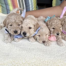 Goldendoodle Puppies from Harlee Rose n Doodles