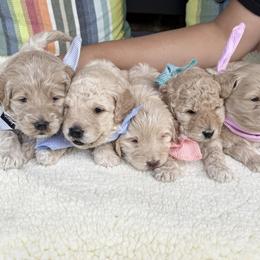 Goldendoodle Puppies from Harlee Rose n Doodles