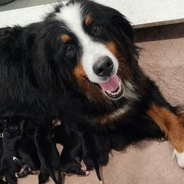 Kalei - Bernese Mountain Dog
