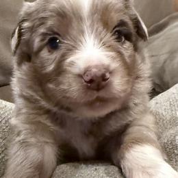 Porter - Red merle male Miniature Australian Shepherd puppy in Romney, West Virginia from South Branch Mini Aussies
