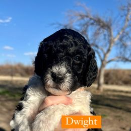 Boy 1: Dwight - Parti Poodle puppy in Grand Junction, Colorado from Riverbank Poodles