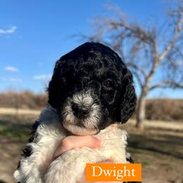 Boy 1: Dwight - Parti Poodle puppy in Grand Junction, Colorado from Riverbank Poodles