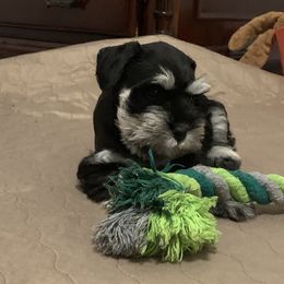 Miniature Schnauzer Puppies from Caesars Creek Miniature Schnauzers
