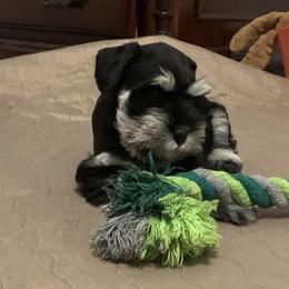 Miniature Schnauzer Puppies from Caesars Creek Miniature Schnauzers